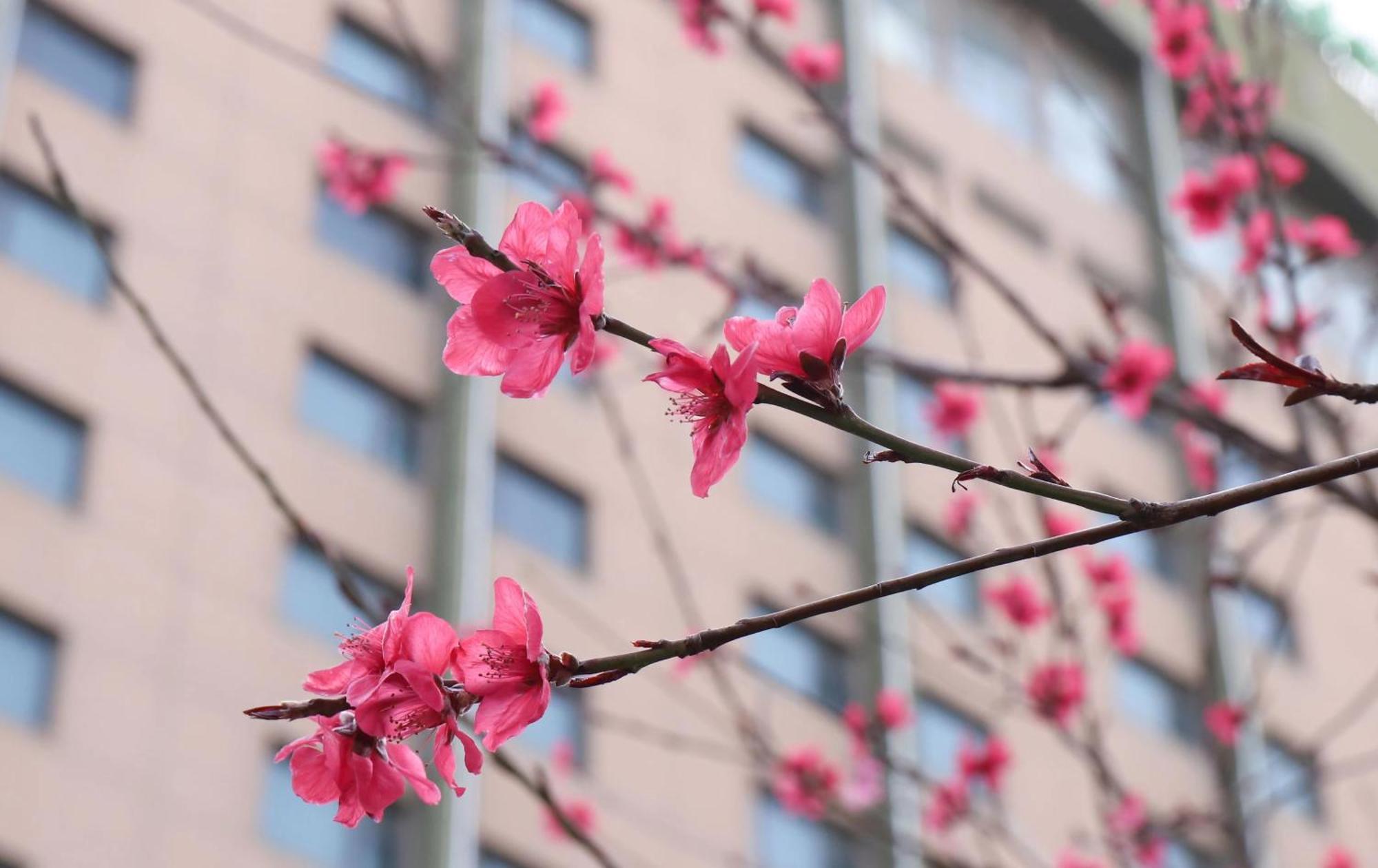 Holiday Inn Express Zhengzhou Zhongzhou By Ihg Eksteriør billede